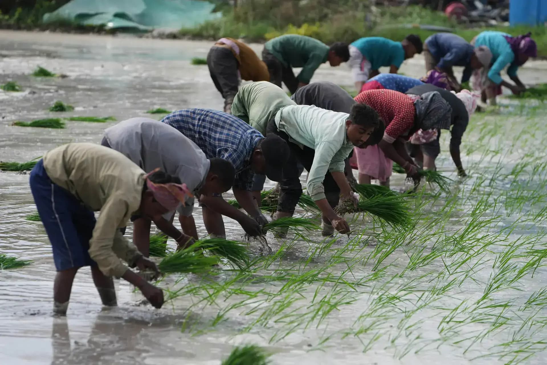Fertilizer crisis and El Niño threaten rural lending amid banking caution