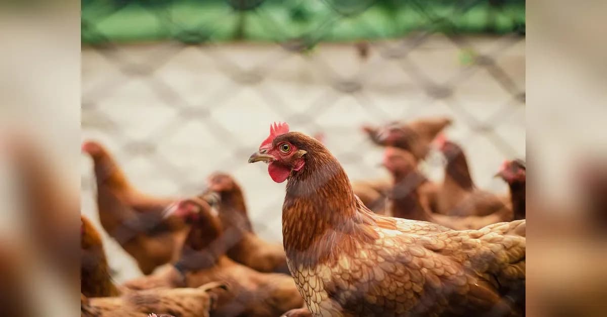 Poultry output to fall 25% as soybean meal prices surge 40%