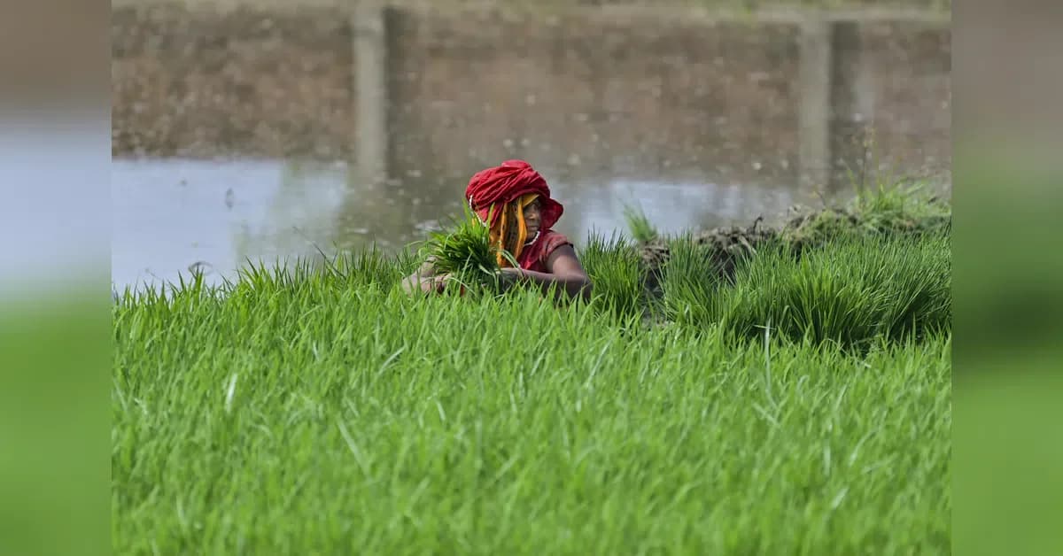 R&D drives 1/3 of India's agricultural output growth in 2025