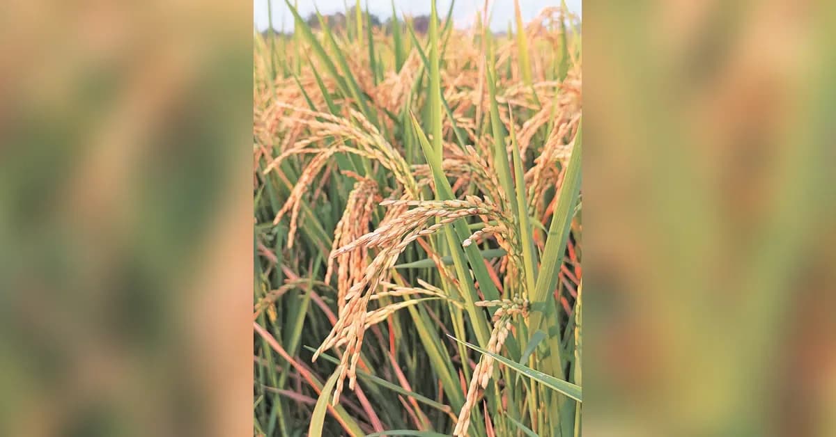 Rajasthan Kharif Sowing Lags 25% Due to Erratic Monsoon