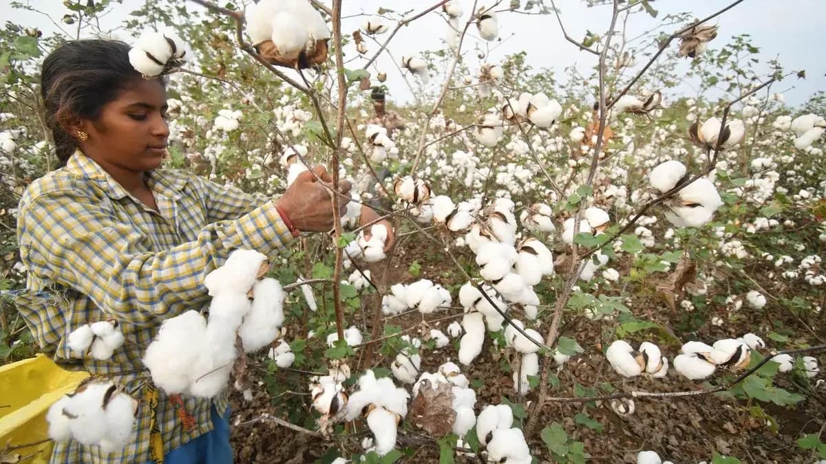 RSS-affiliated farmers demand Bt cotton denotification amid FTA talks
