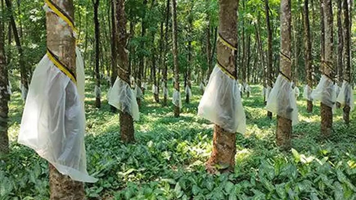 Rubber Board launches video series for 300K Northeast farmers