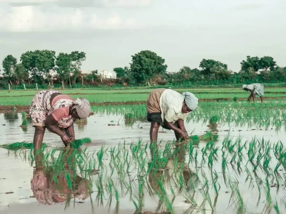 RBI confirms rural economy decoupling from monsoon shocks