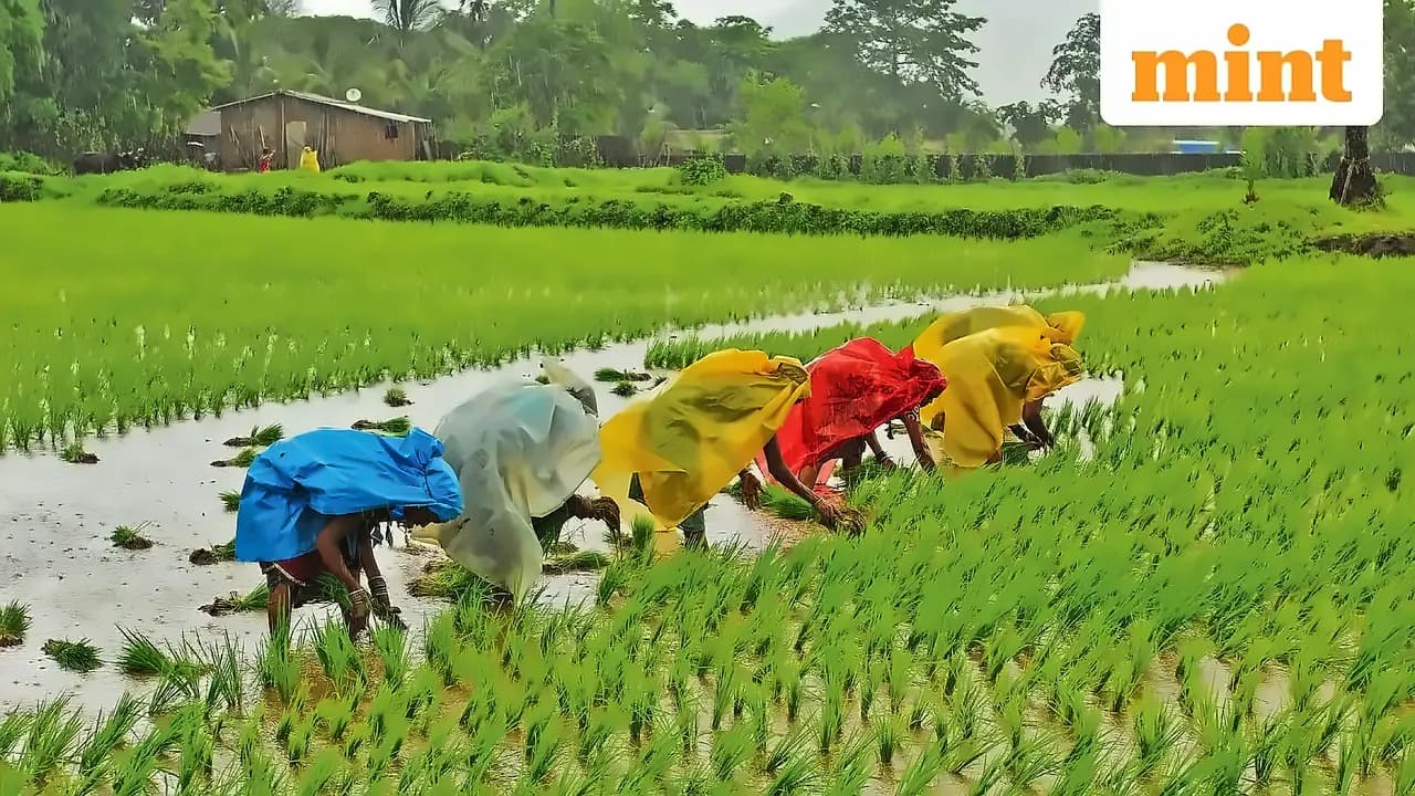 Sebi May Allow Cash Settlements in Select Agri Commodities