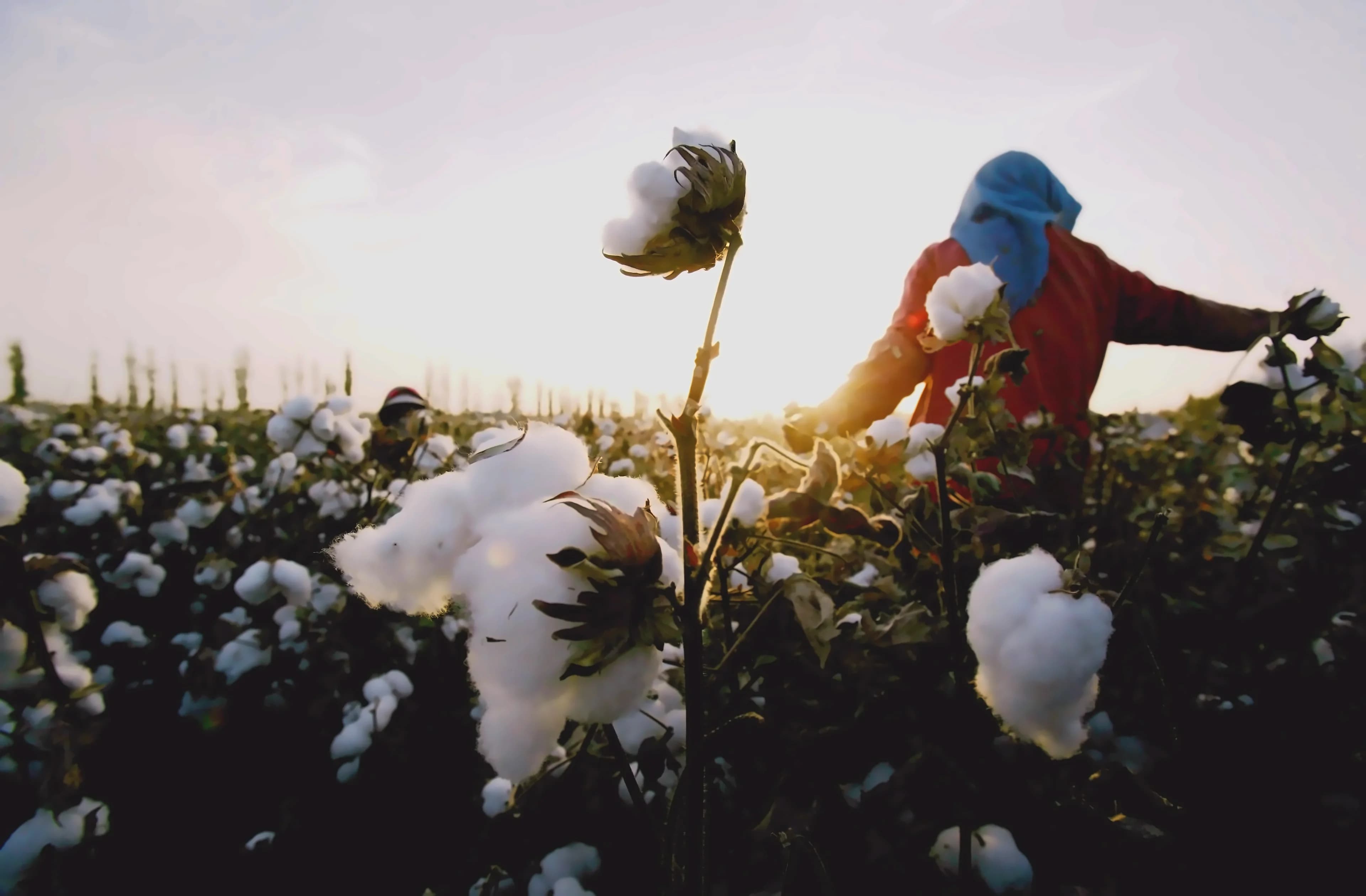 Seed bodies demand HTBt cotton approval amid ₹1,500 cr illegal market