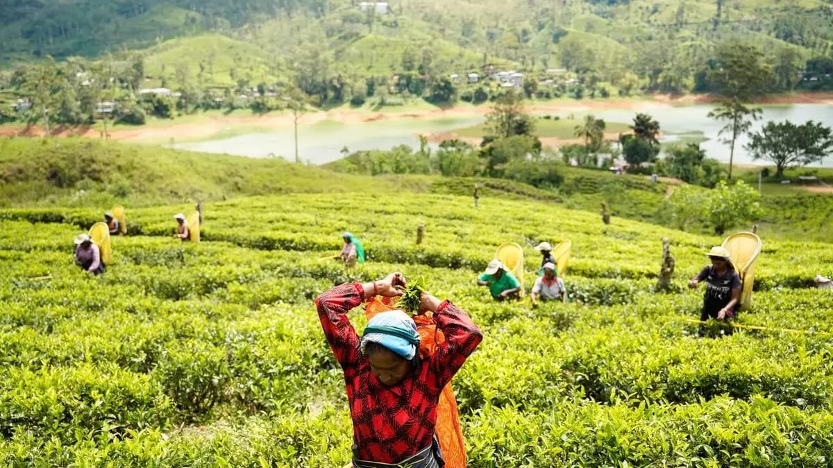 South Indian plantation exports show mixed impact from West Asian turmoil