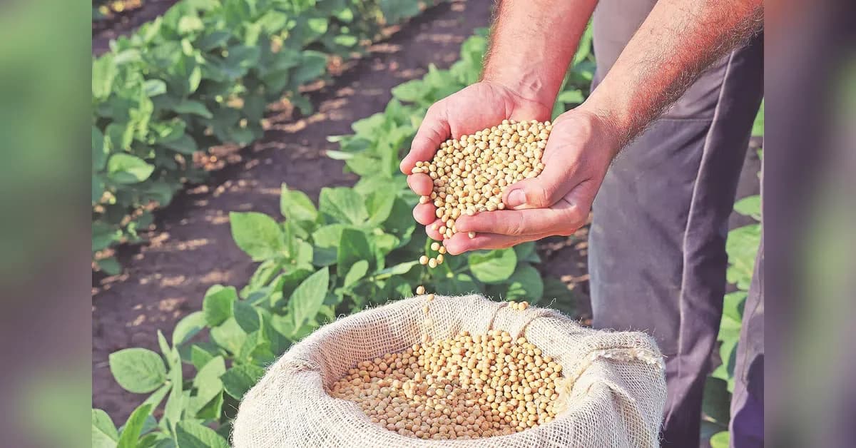 Soybean acreage set to rise 10% on high prices, weak monsoon
