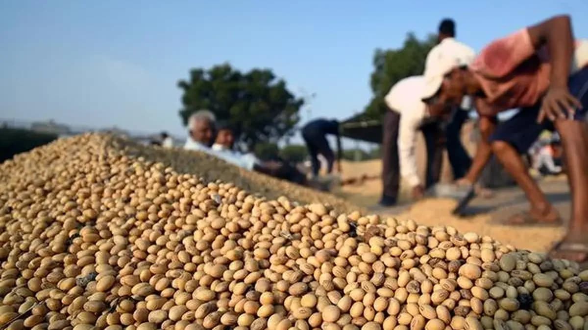 Soybeans Hit 2-Month Low on US Harvest Pressure, Corn Wheat Also Down