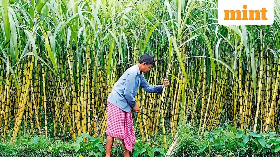 Sugar Industry Seeks Early 2026-27 Season Start Amid Global Supply Crisis