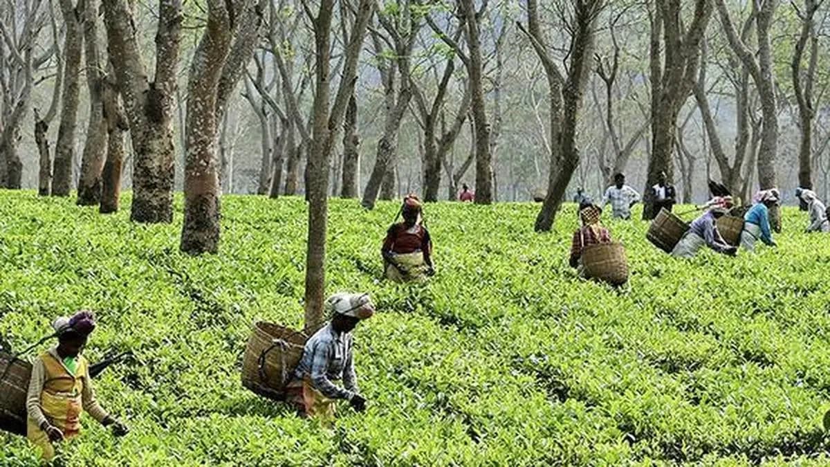 Tea prices fall in Kochi auctions amid cautious demand