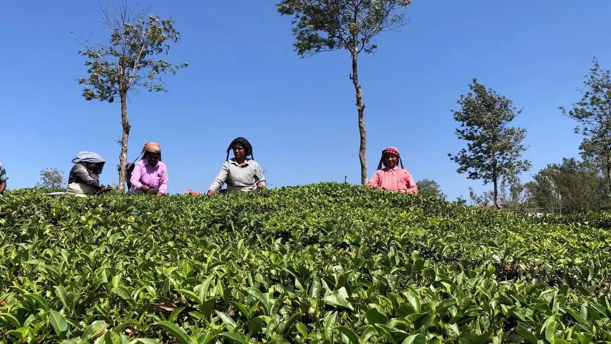 Tea prices rise on exporter support in Coonoor auctions