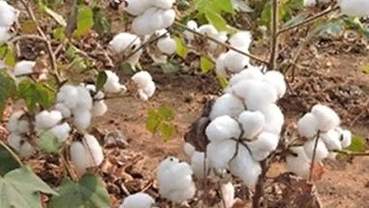 Telangana urges CCI to ensure smooth cotton procurement