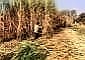 UP ethanol production surges 23% to 2.23 billion litres in 2024-25