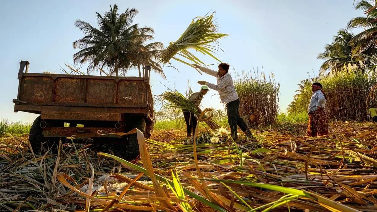 UP sugar output may stagnate at 9 mt despite 10% yield boost