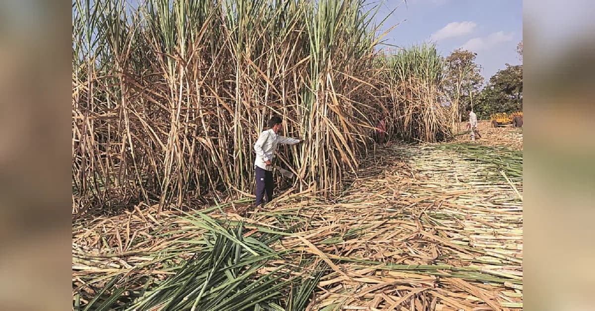 UP sugarcane payments cross ₹31,000 crore in current season
