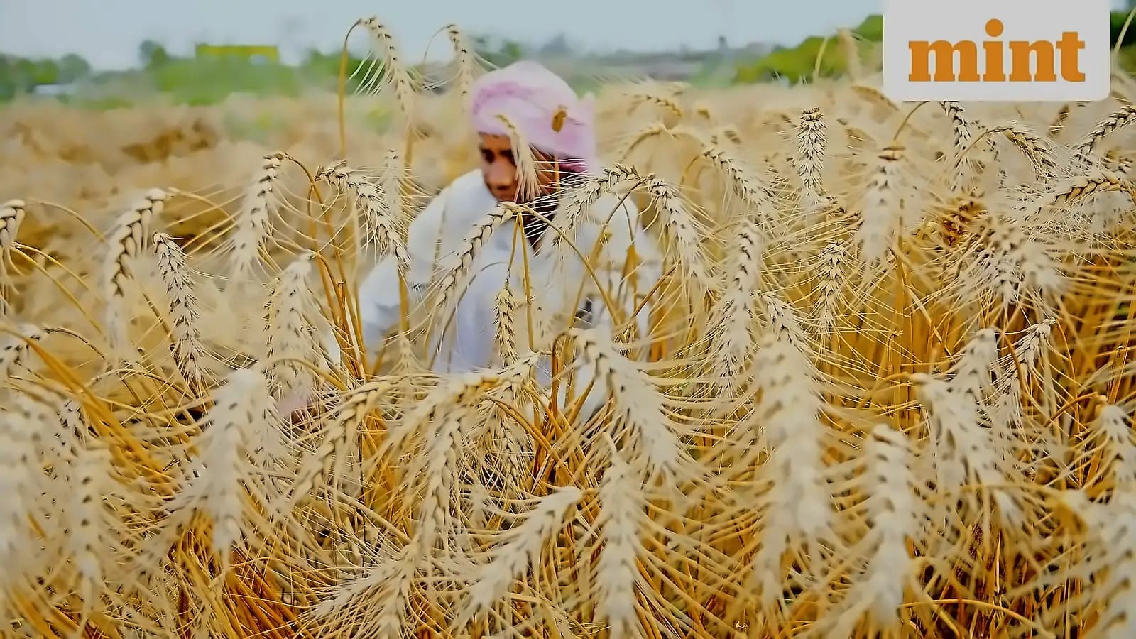 Wheat sowing lags at 11,000 ha amid deficient monsoon, irrigation concerns