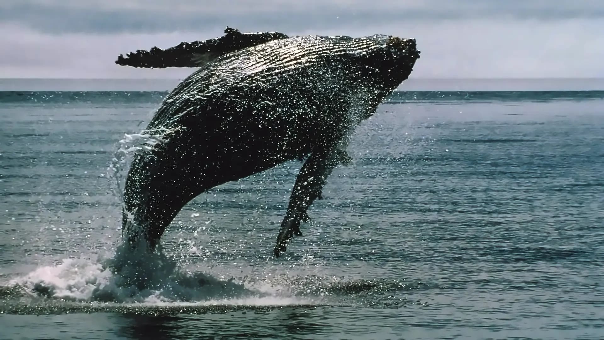 Crypto Whales Accumulate as Bitcoin, Ethereum, XRP Show Bear Market Signs